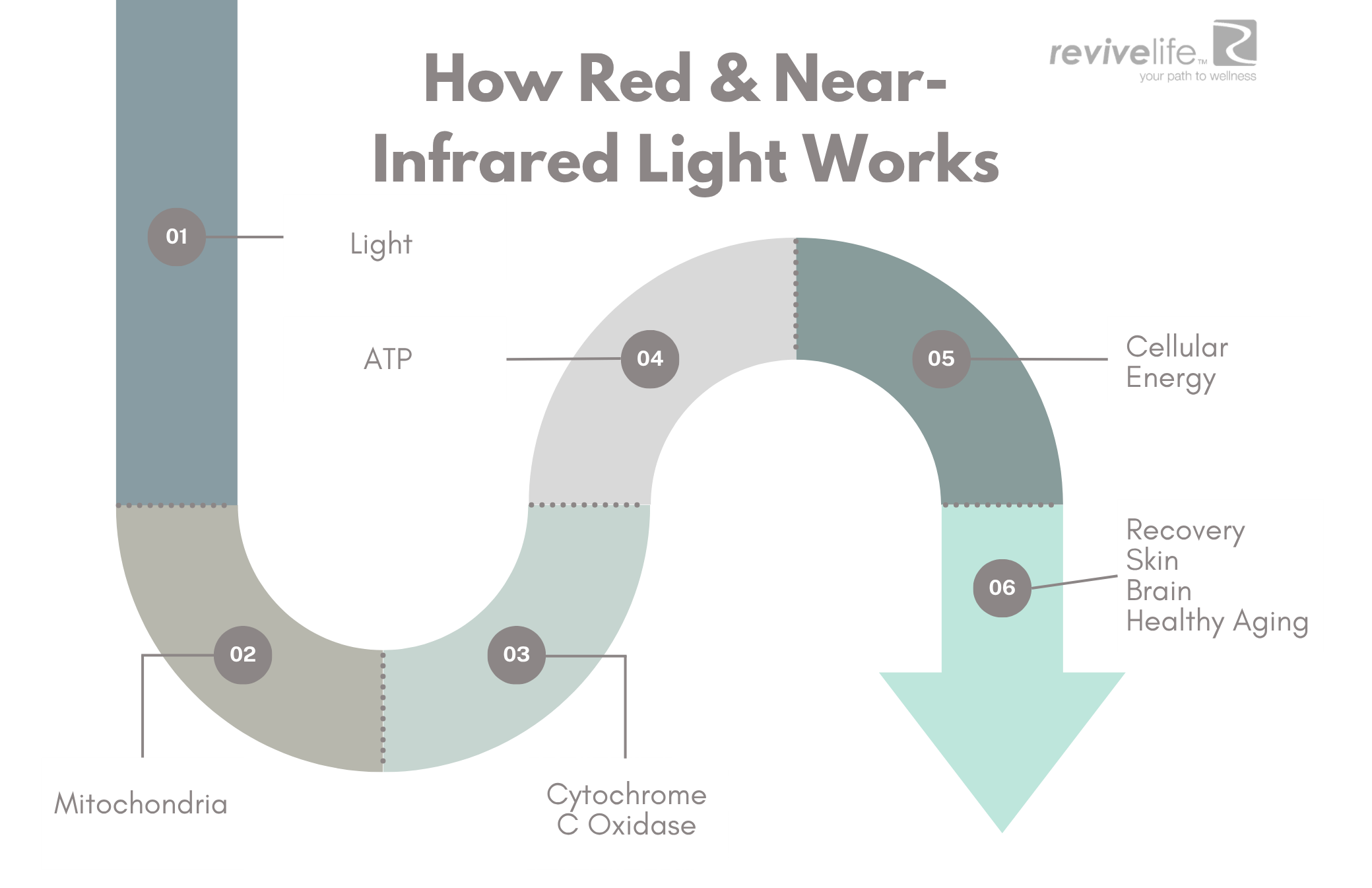 How Red & Near-Infrared Light Works How Red & Near-Infrared Light Works
