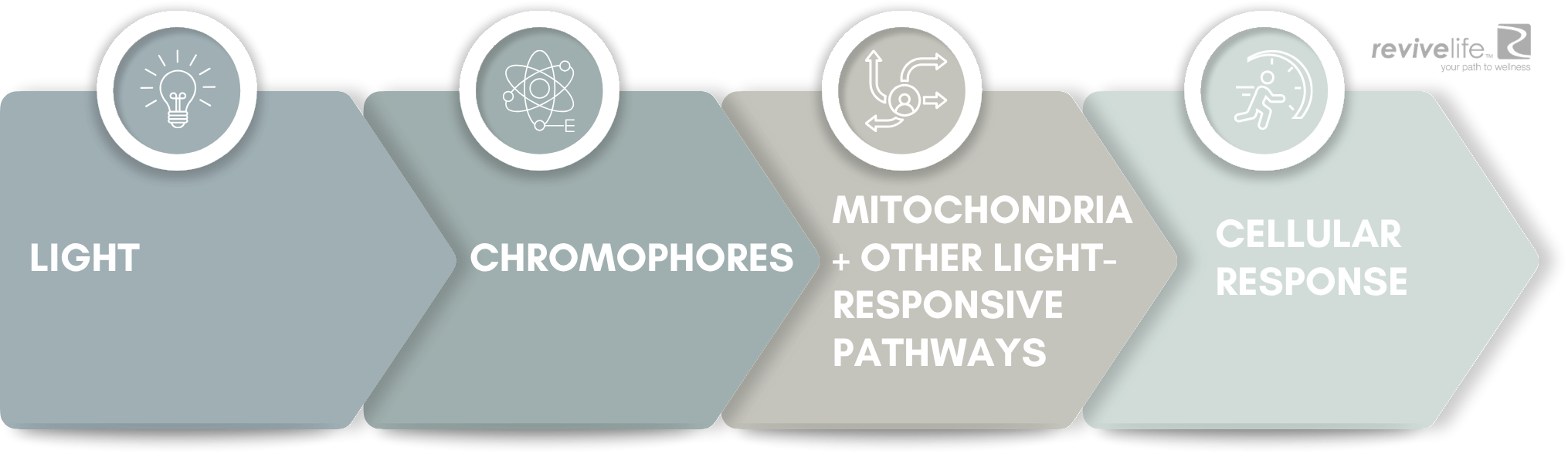 CYTOCHROME C OXIDASE