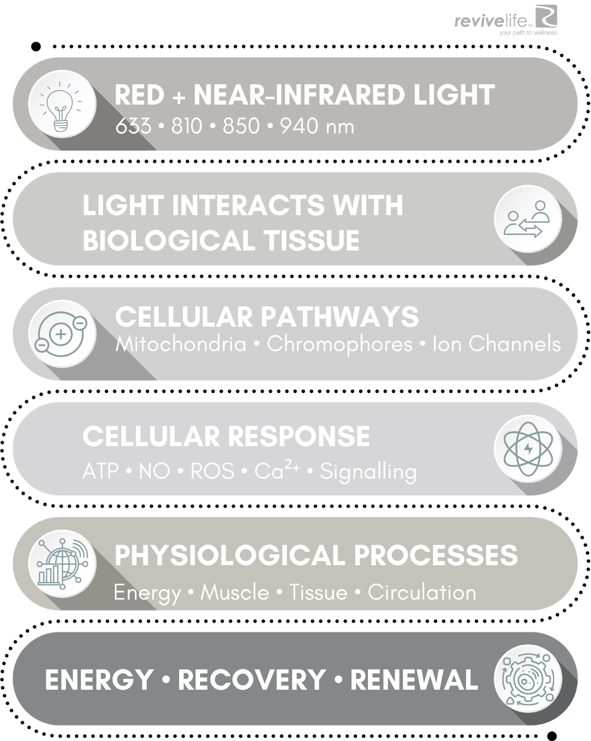 THE SCIENCE OF RENEW™
